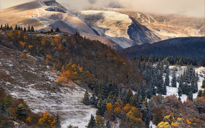 Autumn Forest with Snow — Brown