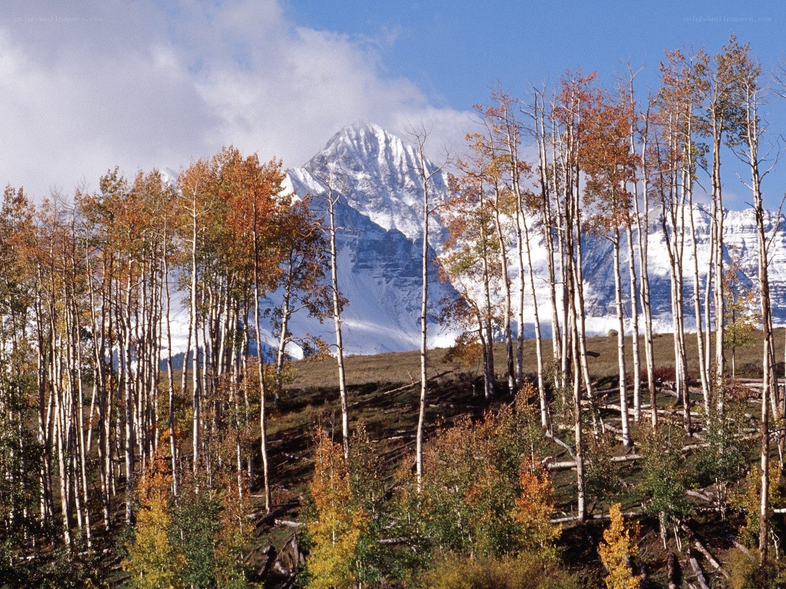 Autumn forest with snow-capped mountain