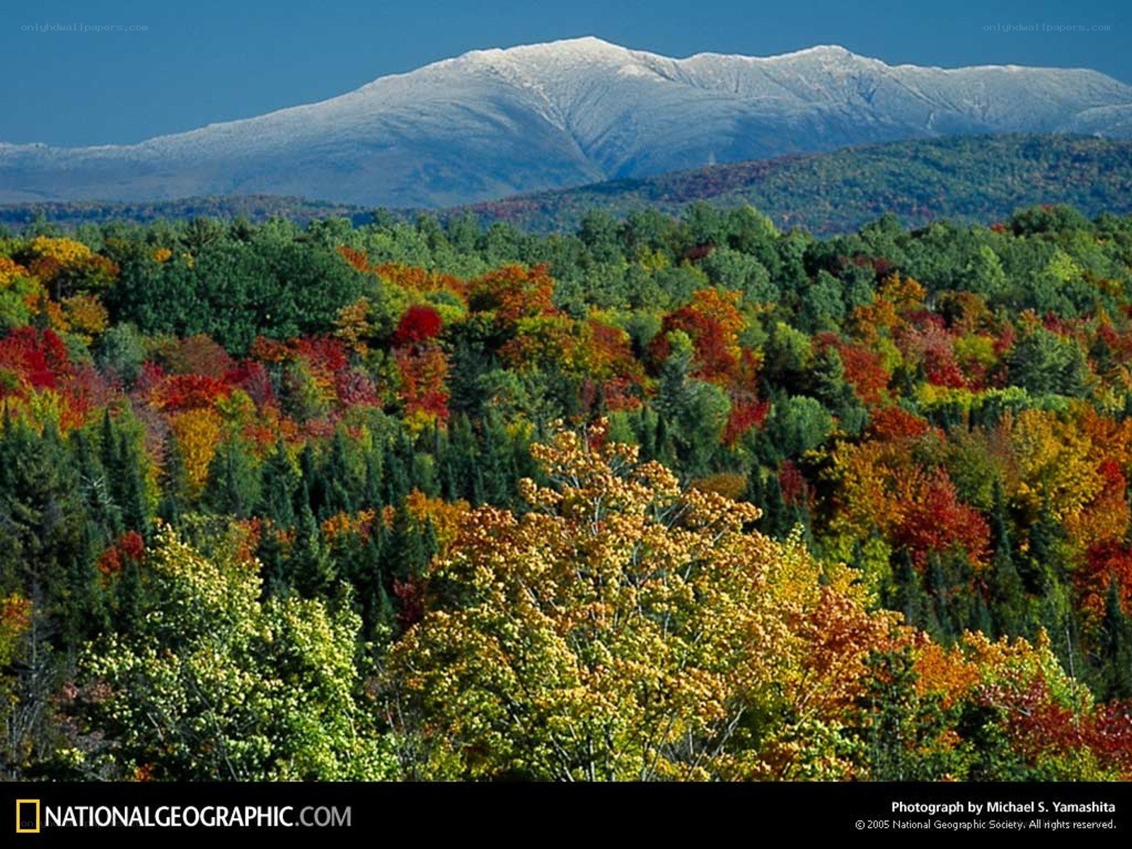 Autumn forest with snow-capped mountain
