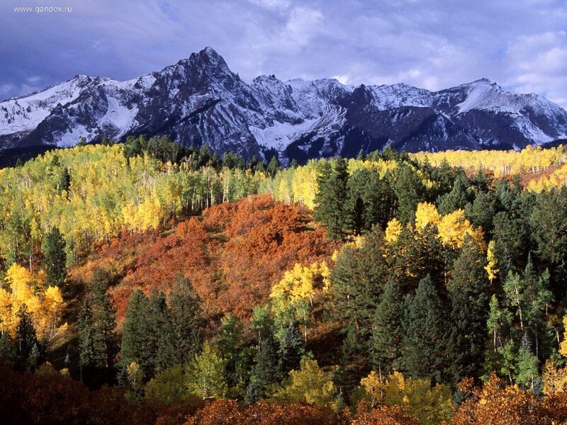 Autumn forest with snow-capped mountains