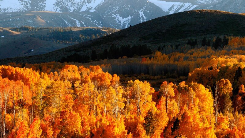 Autumn forest with snow-capped mountains