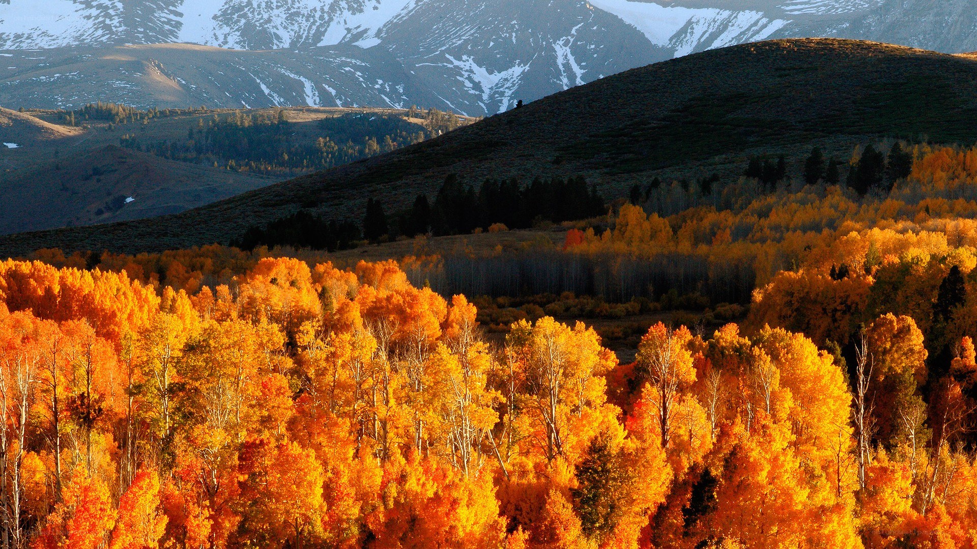 Autumn forest with snow-capped mountains