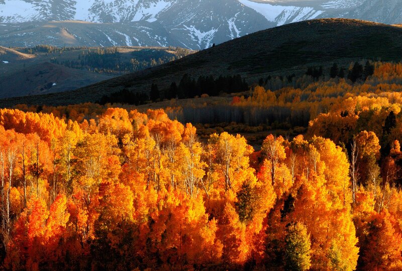 Autumn forest with snow-capped mountains