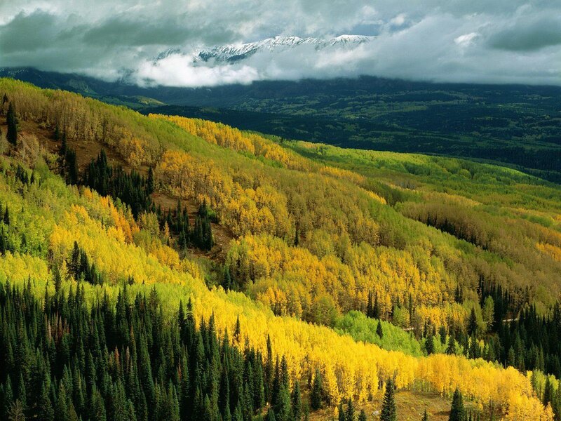 Autumn forest with snow-capped mountains