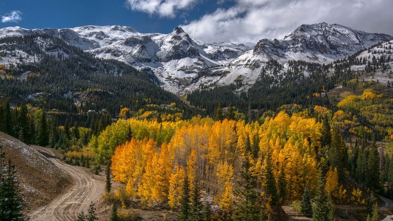 Autumn Forest with Snow-capped Mountains — Yellow