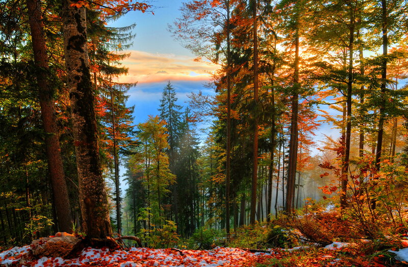 Autumn Forest with Snow — Orange, Serene, Photograph