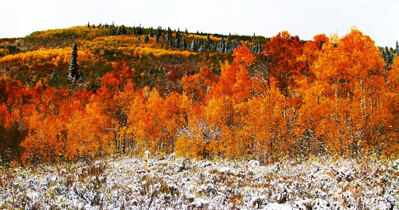 Autumn Forest with Snow — Orange, Serene, Photograph, Trees