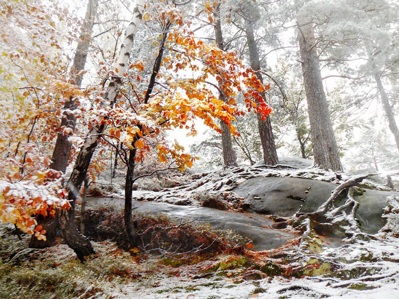 Autumn Forest with Snow — Orange, Serene