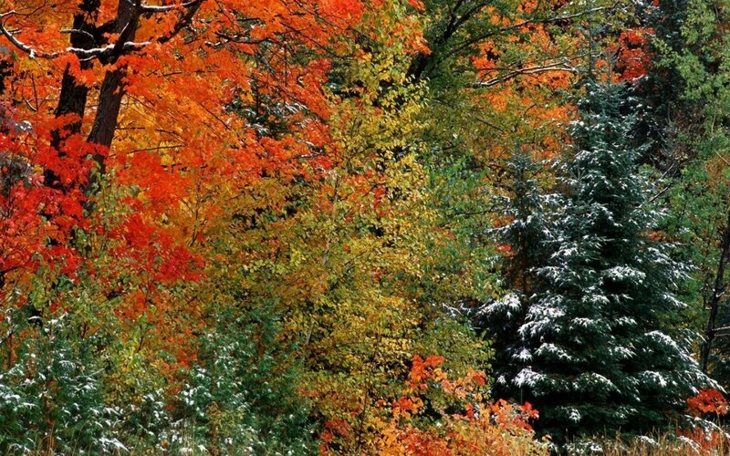 Autumn Forest with Snow — Orange