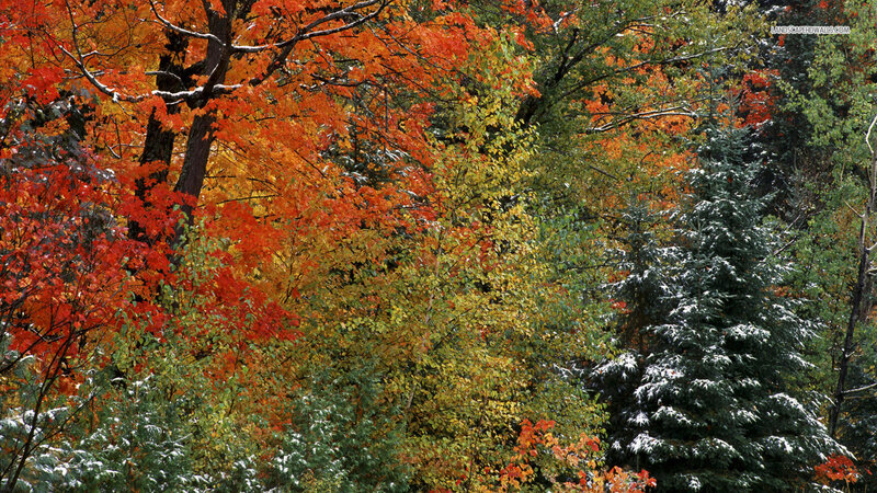 Autumn Forest with Snow — Red