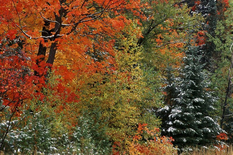 Autumn forest with snow