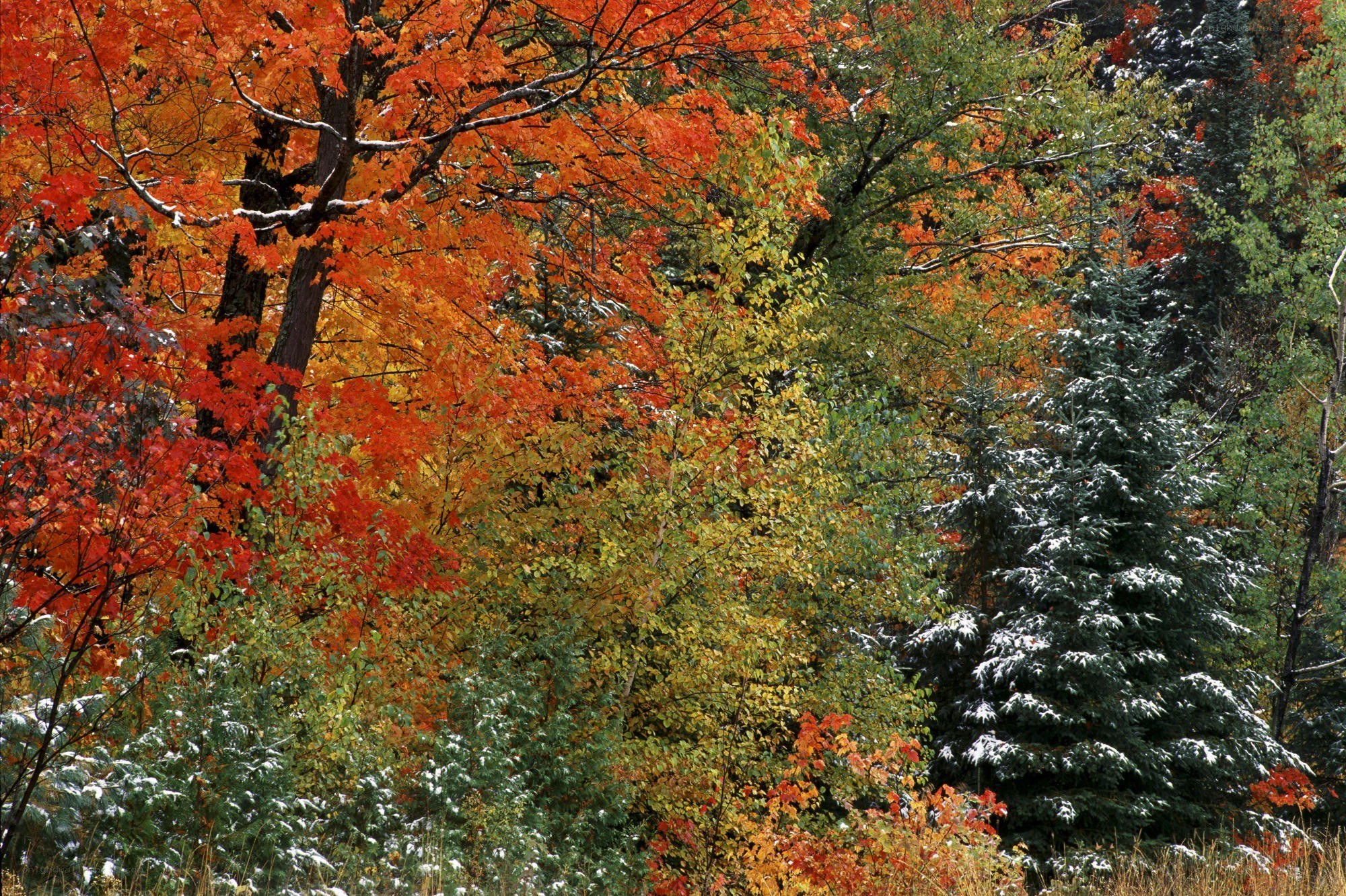 Autumn forest with snow