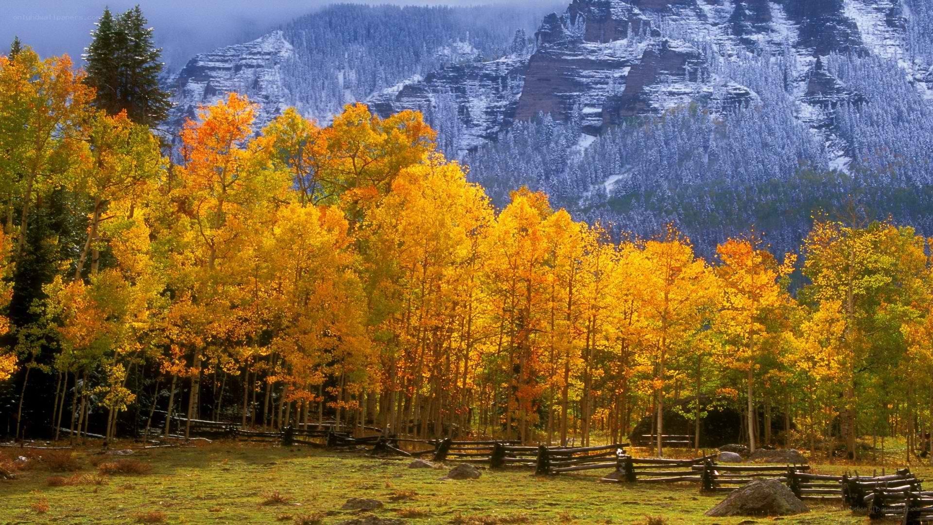 Autumn forest with snowy mountains