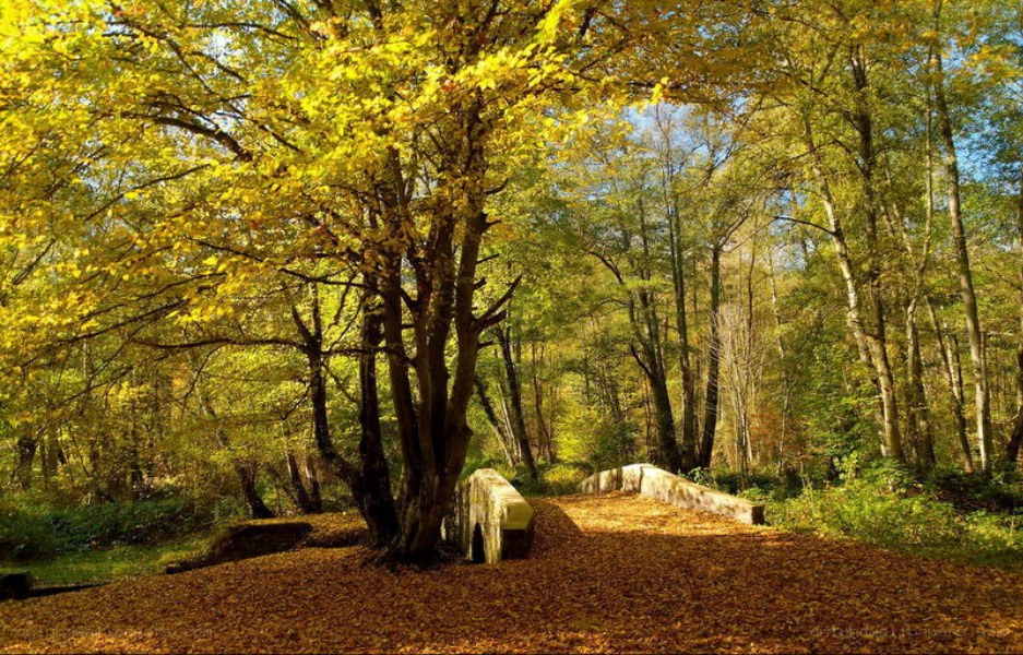 Autumn forest with stone bridge