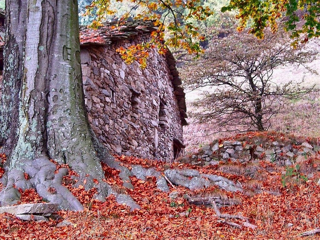 Autumn forest with stone hut