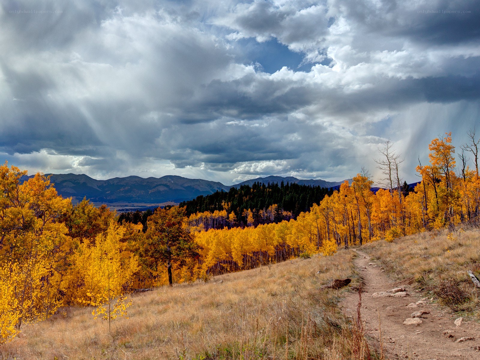 Autumn forest with stormy sky