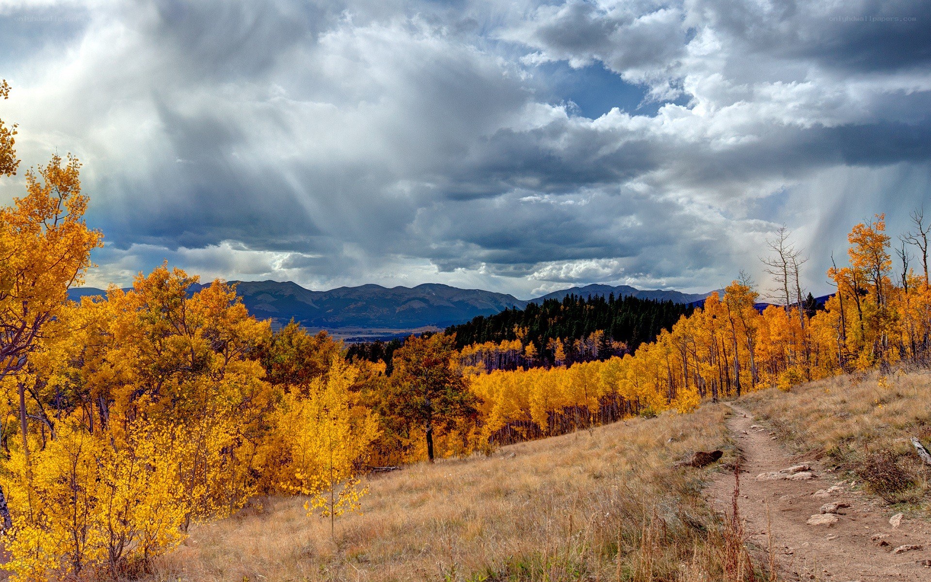Autumn forest with stormy sky