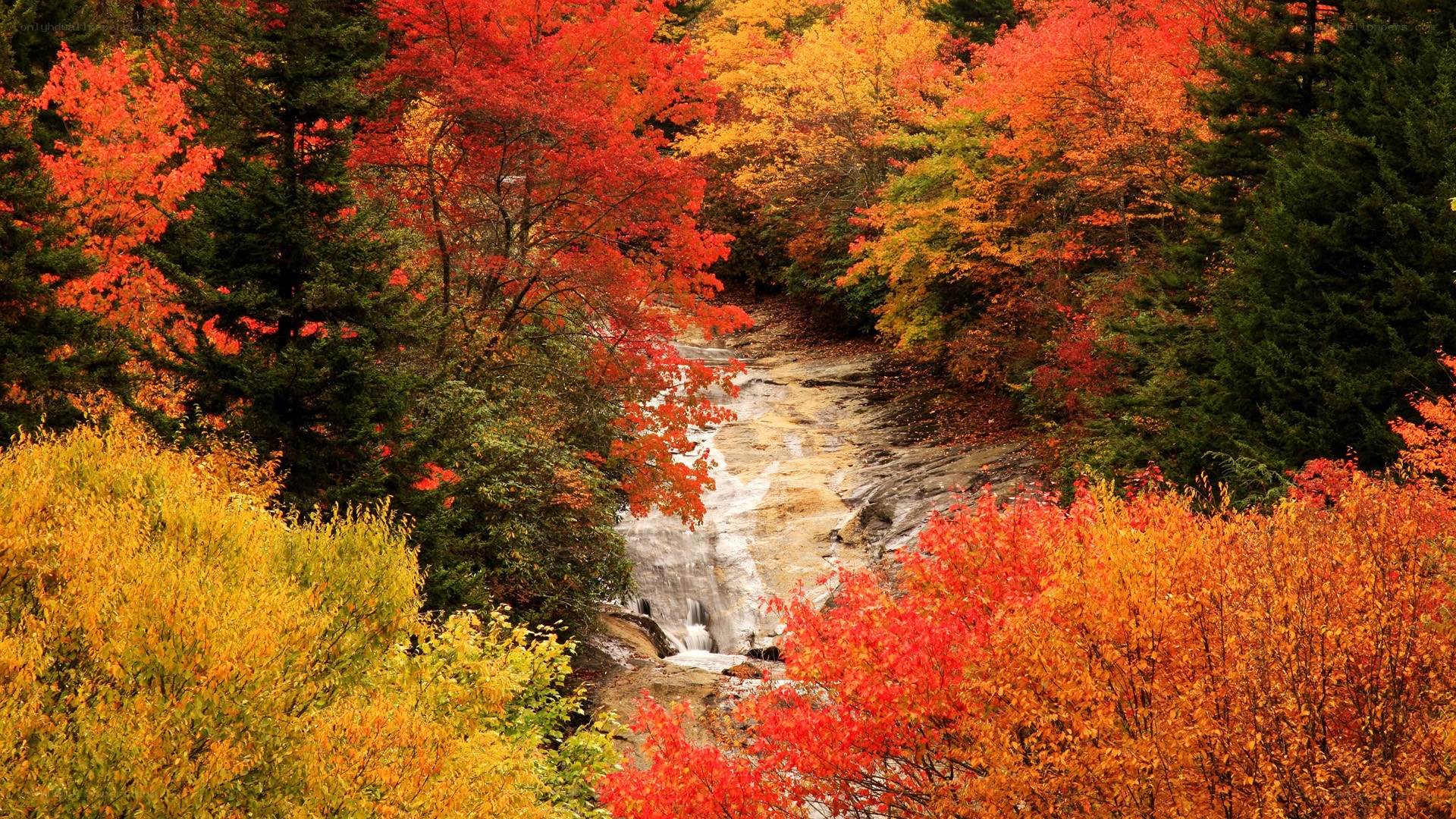 Autumn forest with stream