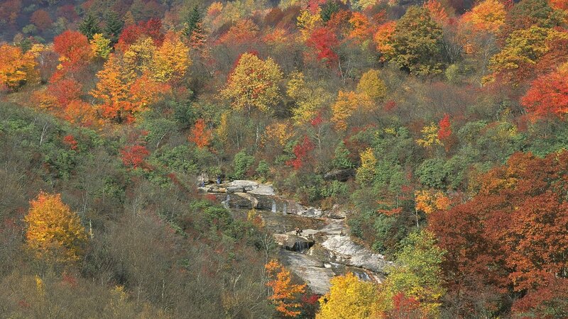 Autumn forest with stream