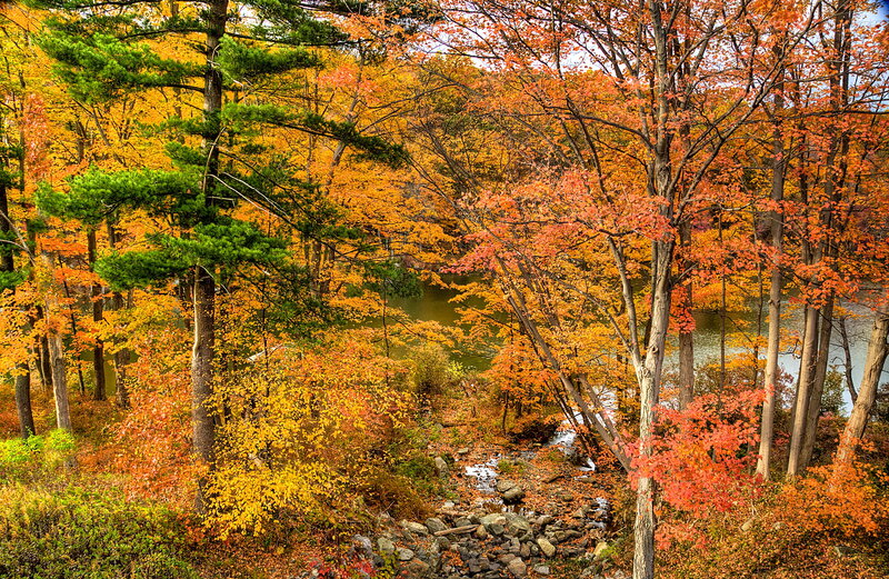 Autumn Forest with Stream — Orange, Serene