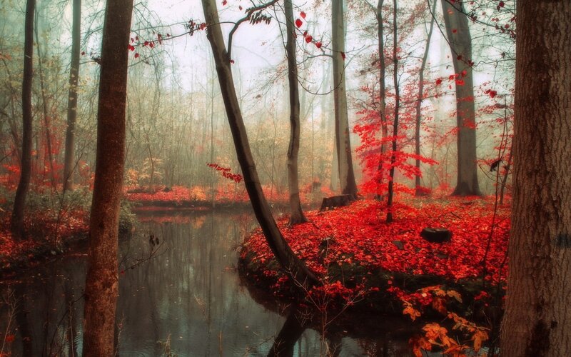 Autumn Forest with Stream — Red, Misty