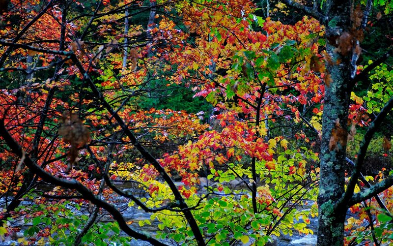 Autumn Forest with Stream — Red, Serene, Photograph