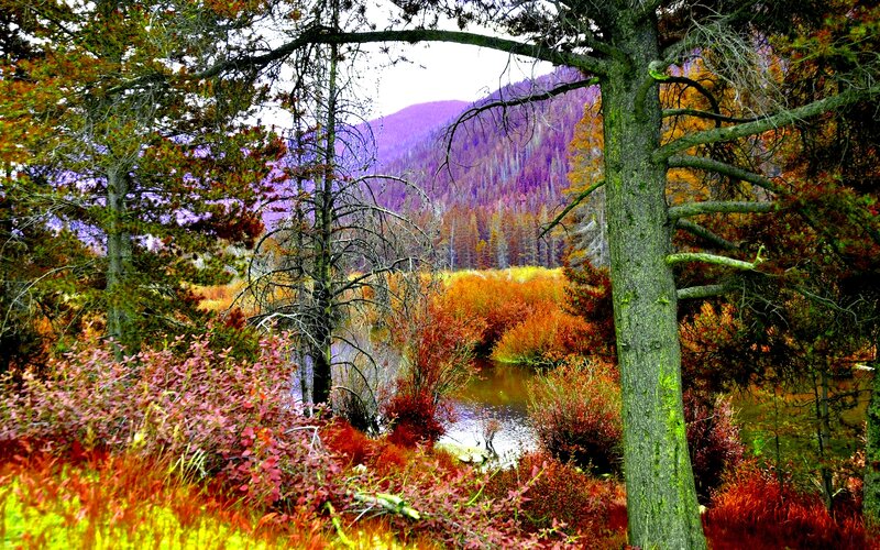 Autumn Forest with Stream — Red, Serene