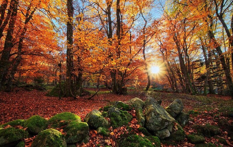 Autumn forest with sun rays