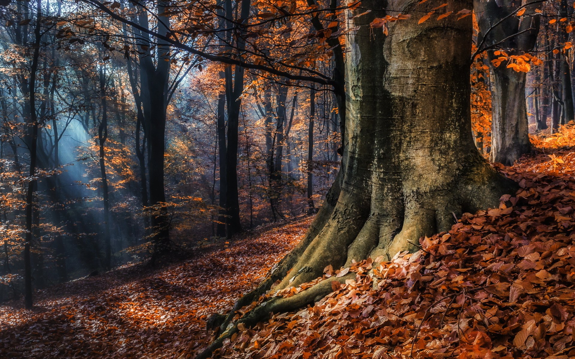 Autumn forest with sunbeams