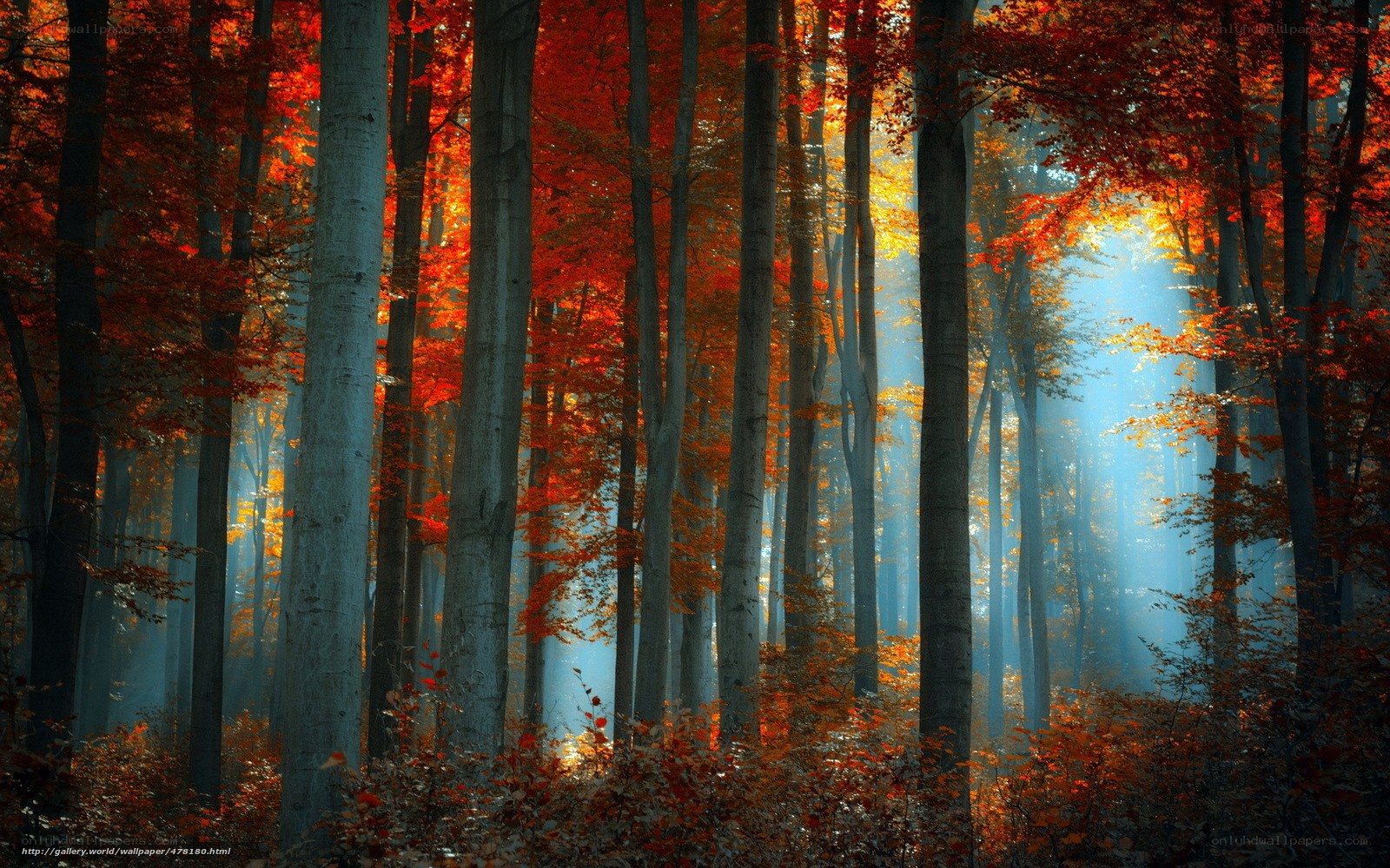 Autumn forest with sunbeams