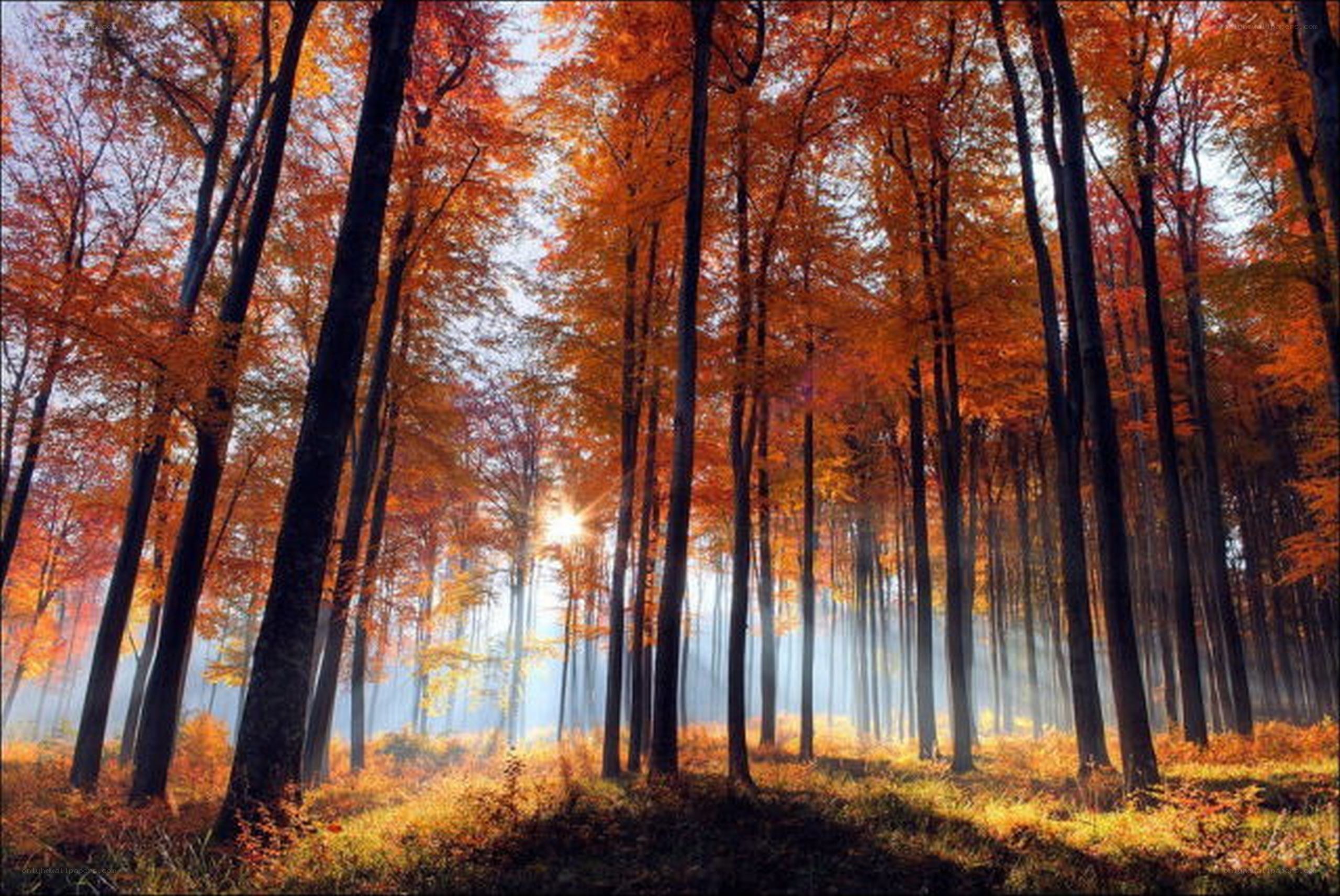 Autumn forest with sunbeams