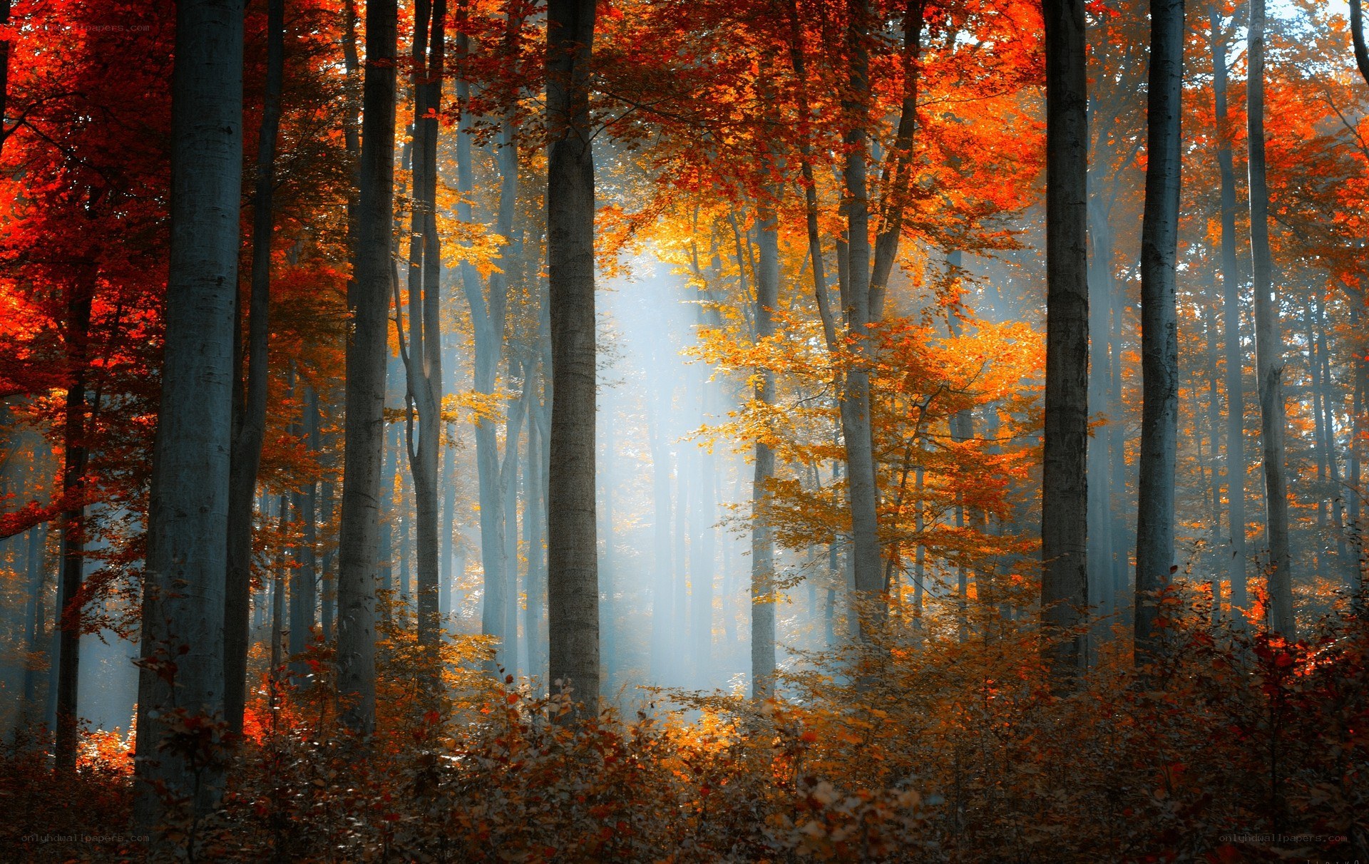 Autumn forest with sunbeams
