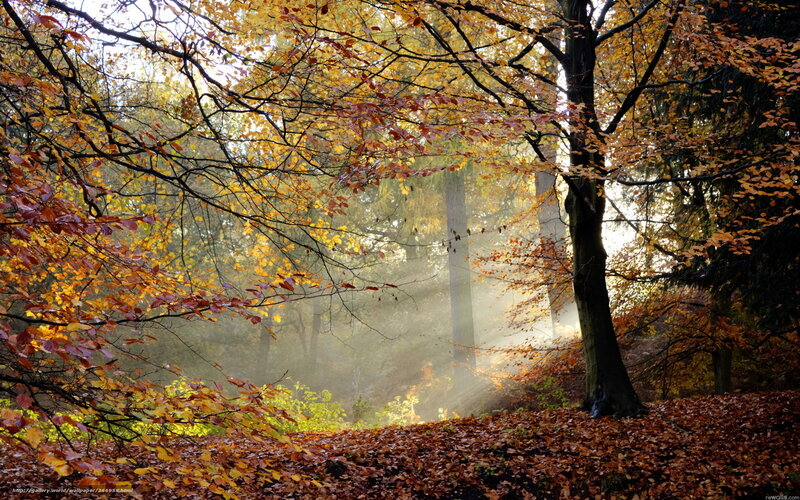Autumn forest with sunbeams