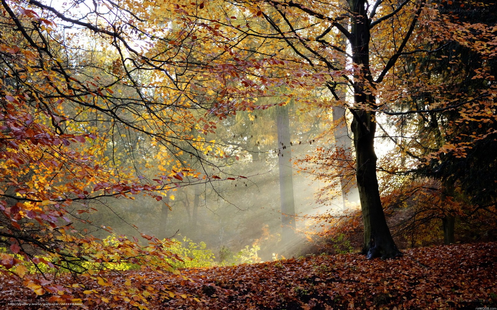 Autumn forest with sunbeams