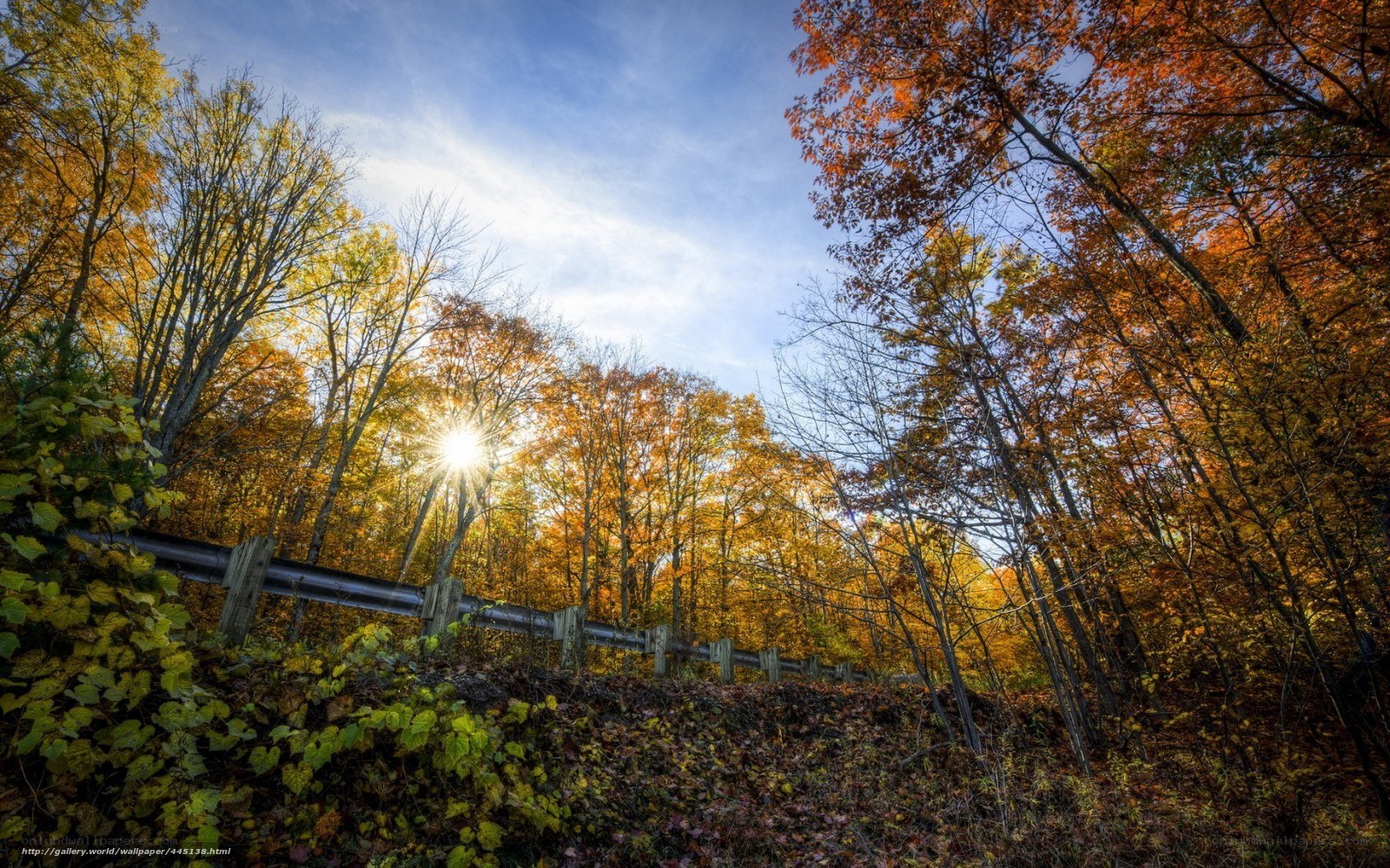 Autumn forest with sunburst