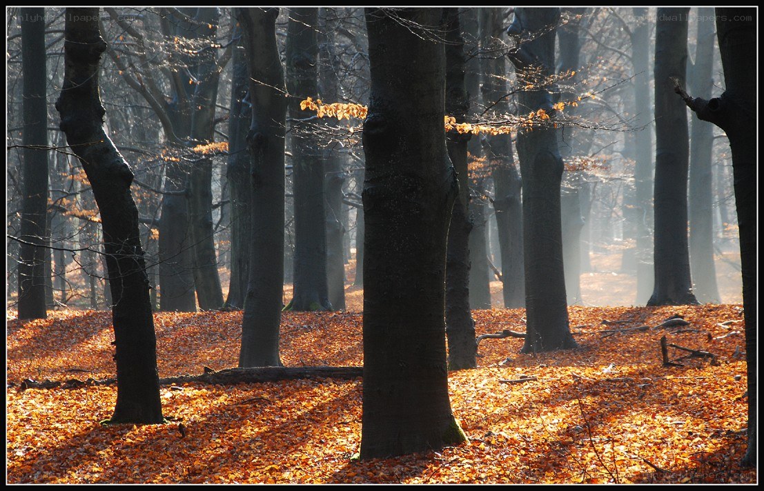 Autumn forest with sunlight
