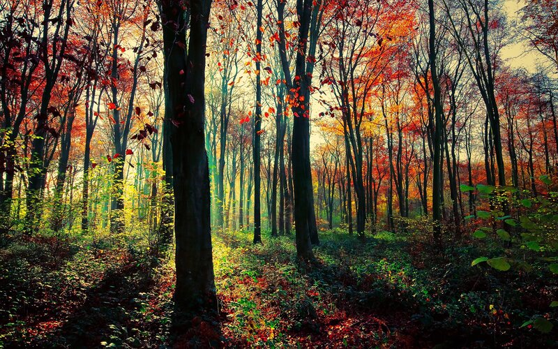 Autumn forest with sunlight