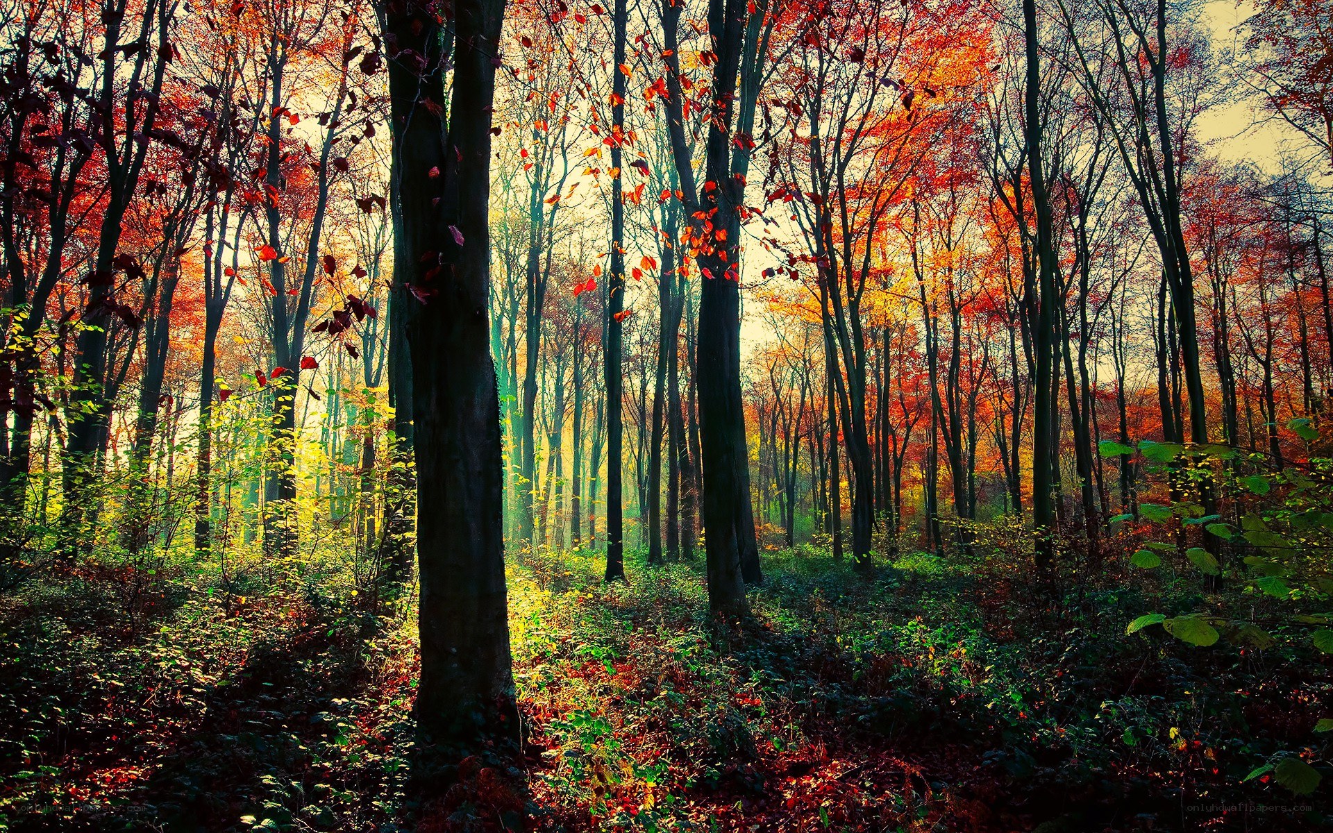 Autumn forest with sunlight