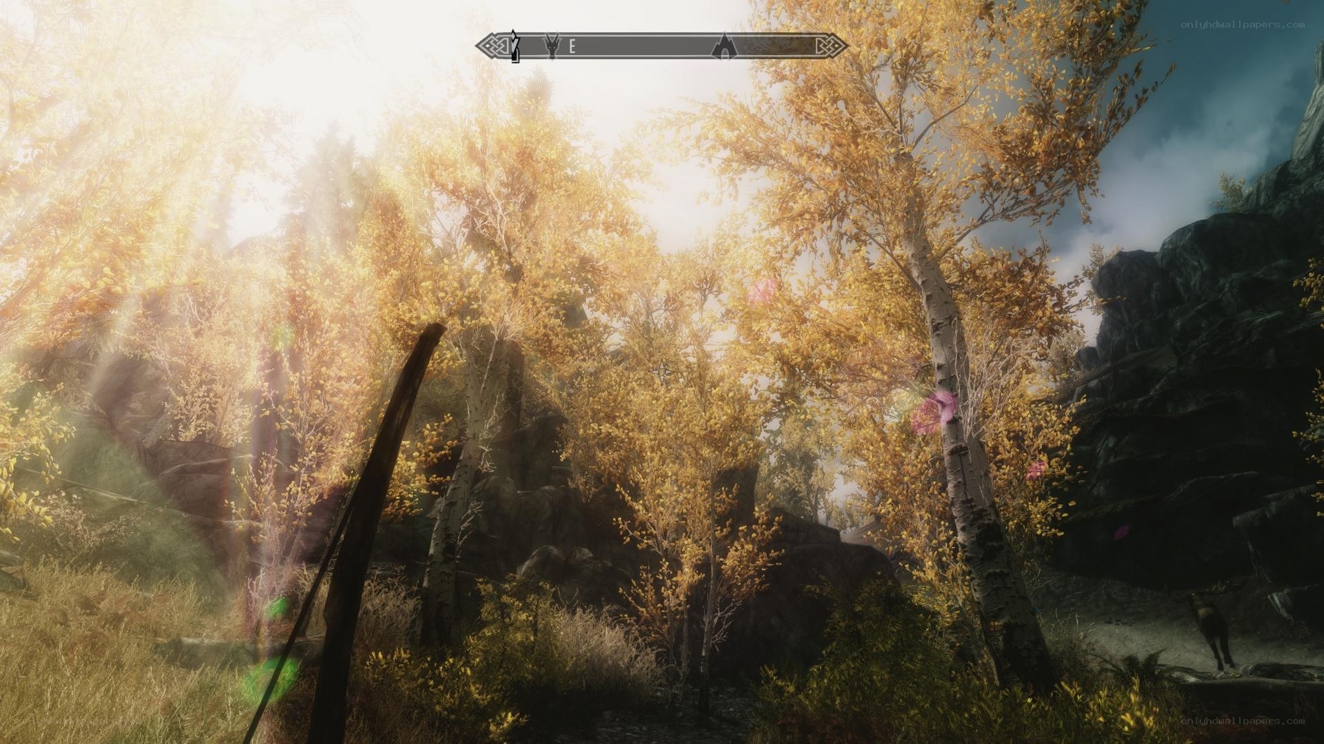 Autumn forest with sunlight