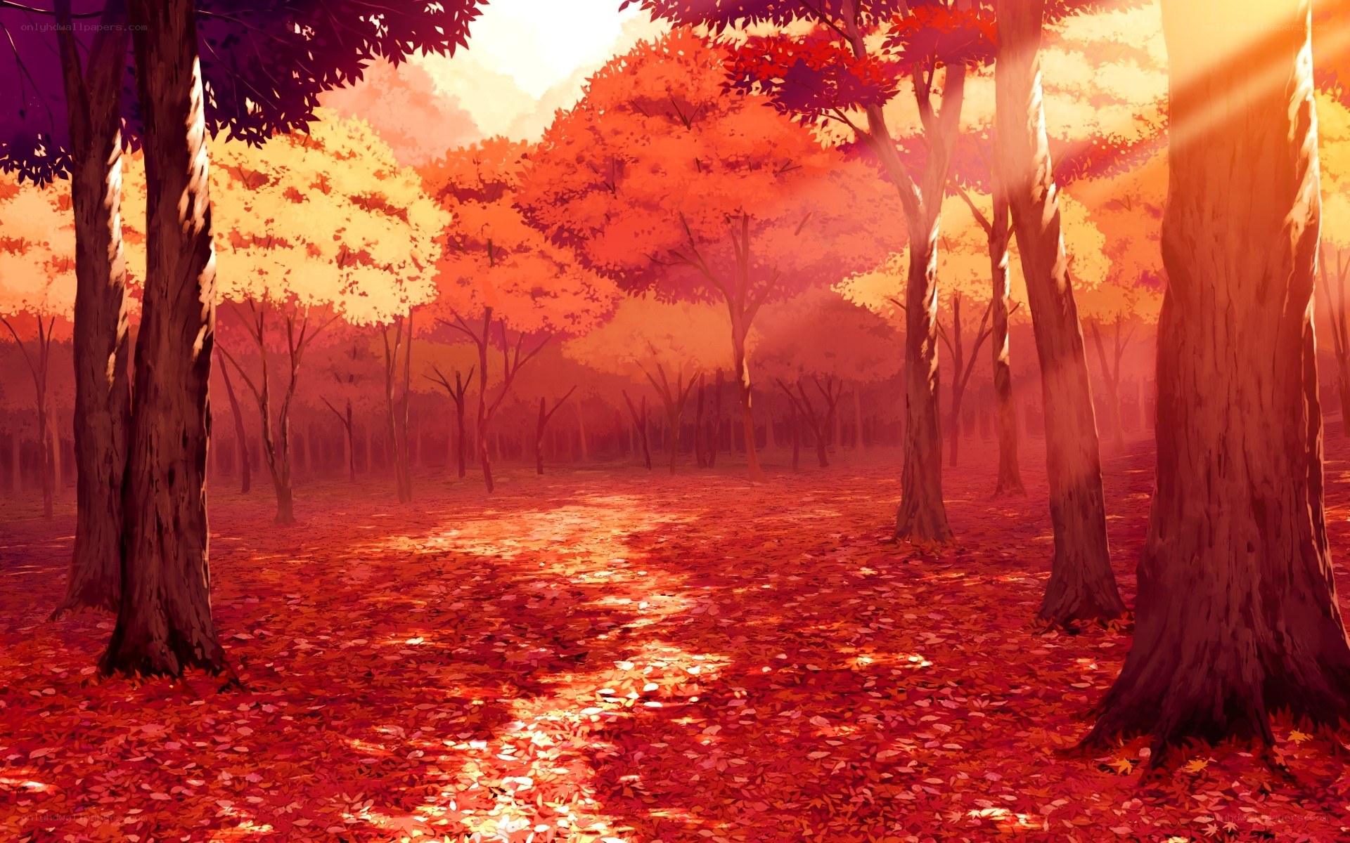 autumn forest with sunlight