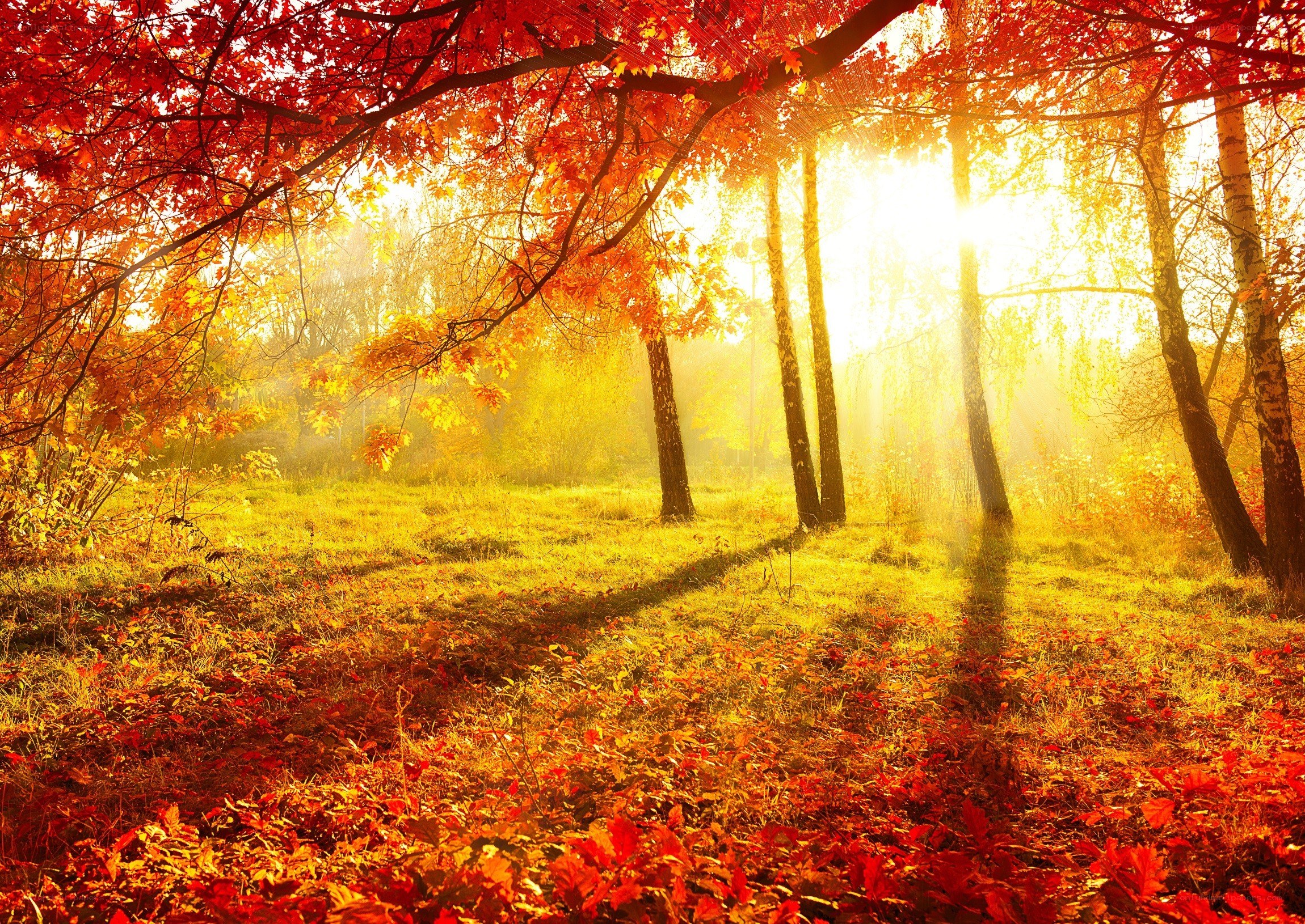 Autumn forest with sunlight
