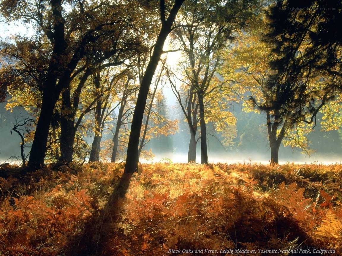 Autumn forest with sunlight