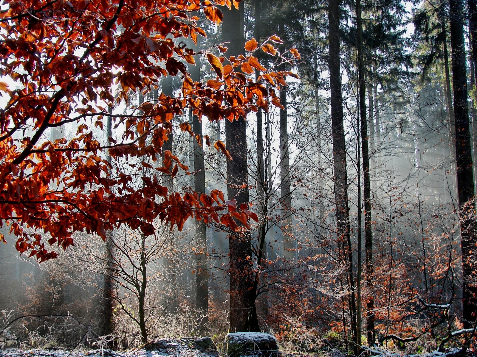 Autumn forest with sunlight