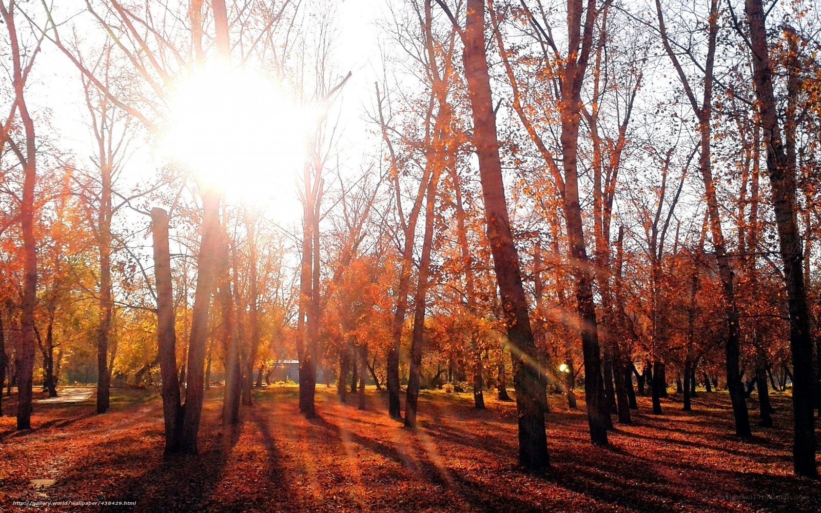Autumn forest with sunlight