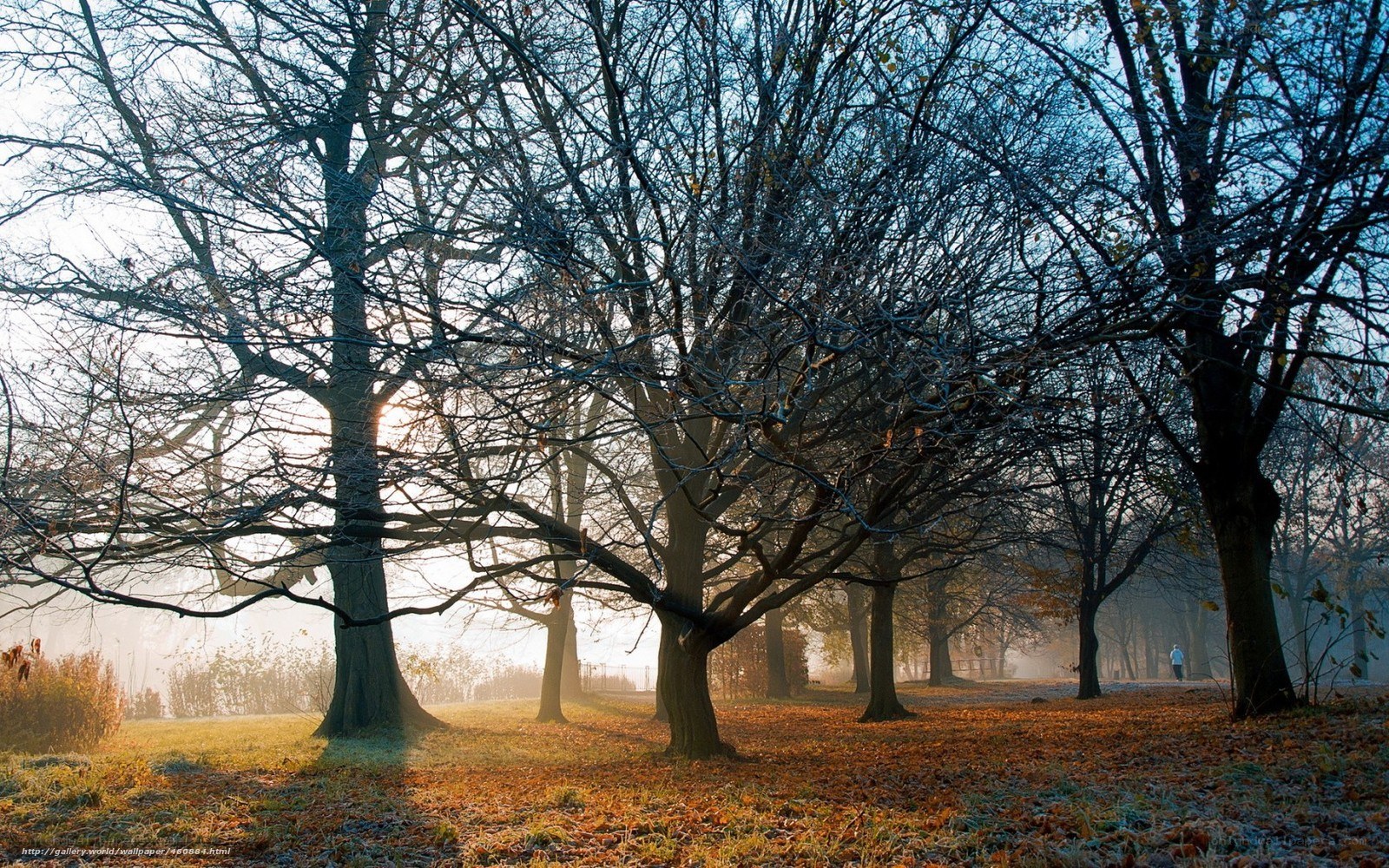 Autumn forest with sunlight