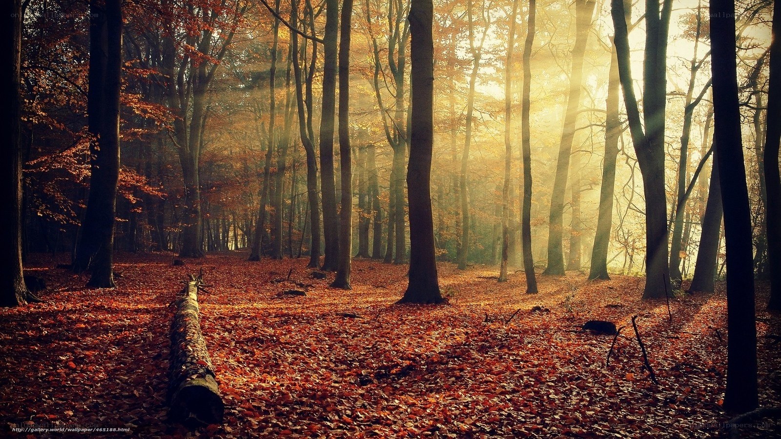 Autumn forest with sunlight