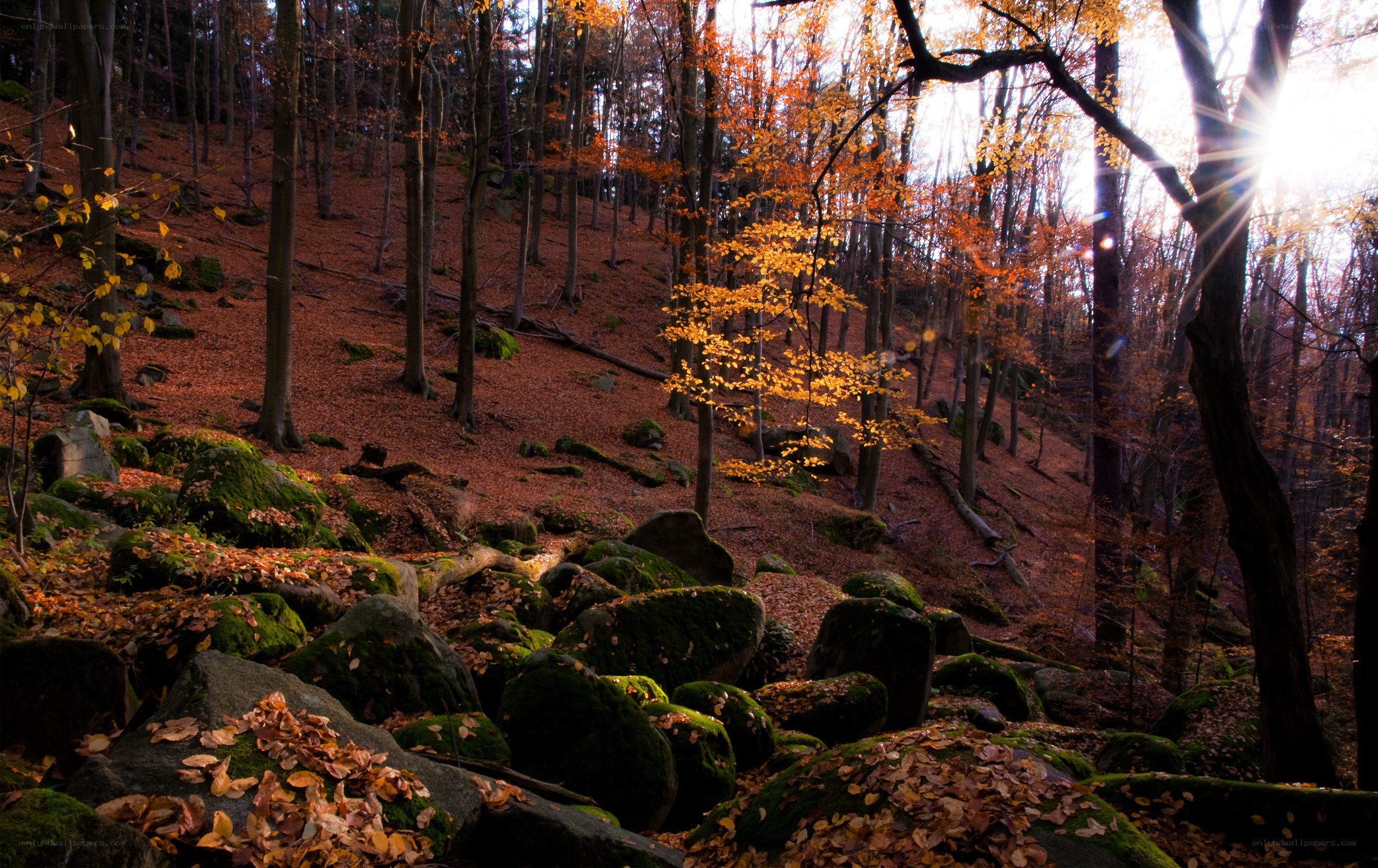 Autumn forest with sunlight