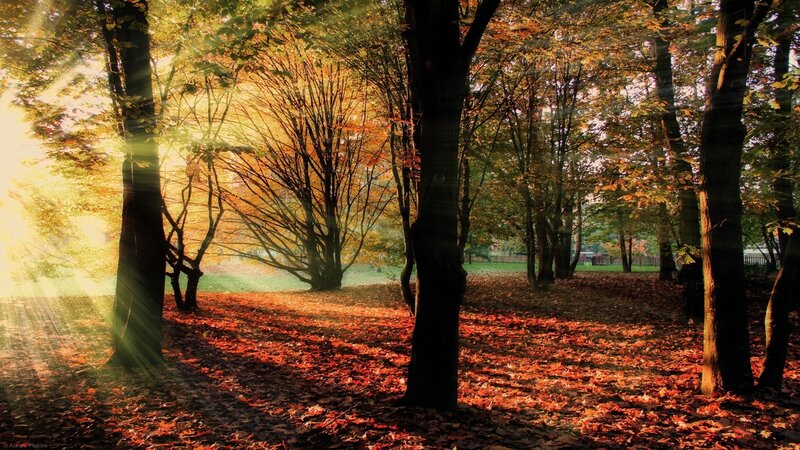 Autumn Forest with Sunlight — Aurora Pictore