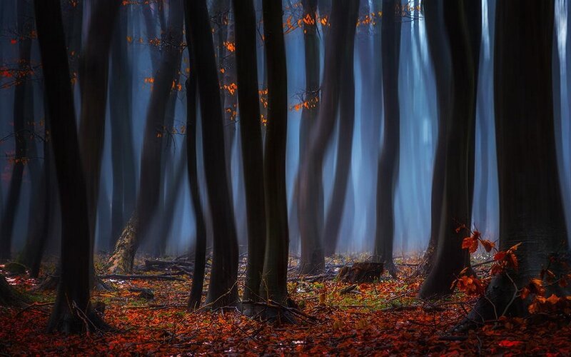 Autumn Forest with Sunlight — Blue, Serene