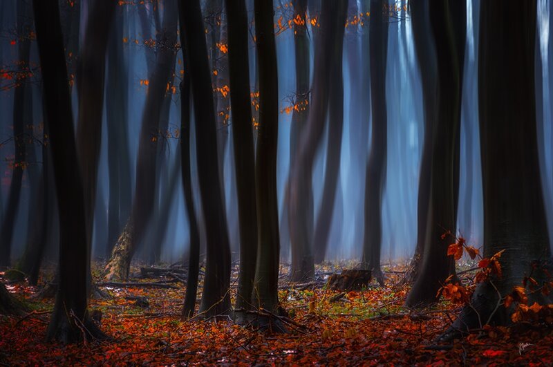 Autumn Forest with Sunlight — Blue